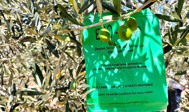 Balıkesir’de zeytin sineğine karşı mücadele