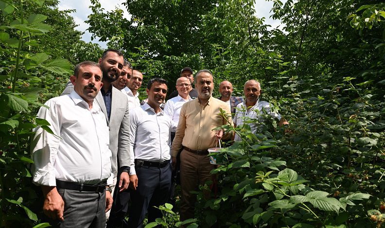 Bursalı çiftçinin hasat bayramı
