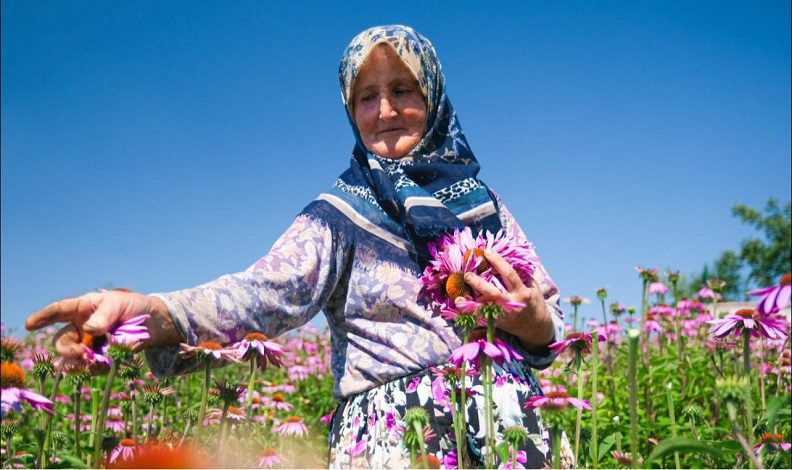 Ekinezya hasadı ‘bayram sevinci’ yaşattı