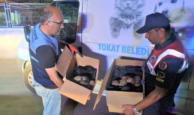Yavru köpekleri ölüme terk ettiler