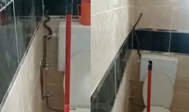 Yüzünü yıkamak için girdiği banyoda yılanla karşılaştı