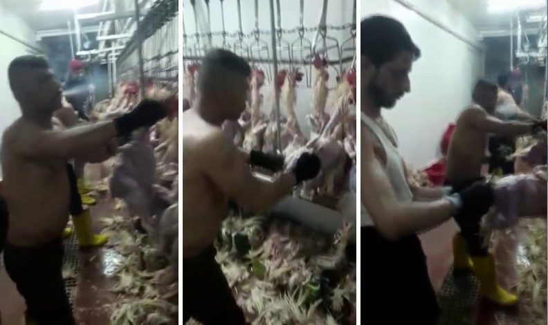 Kesimhanede mide bulandıran görüntüler