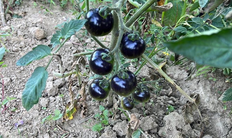 Siyah domates görenleri şaşkına çeviriyor