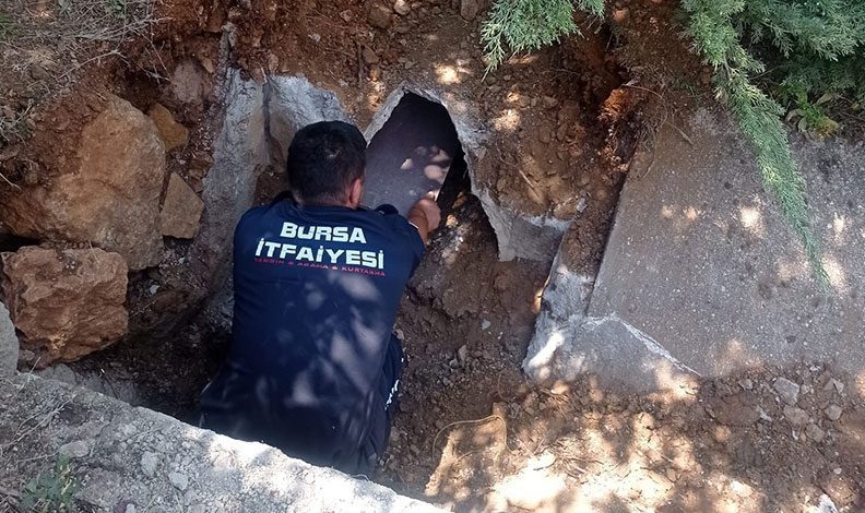Bursa’da zifte yapışan anne köpek ve yavruları kurtarıldı