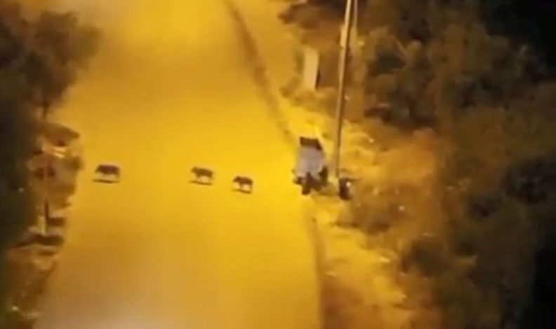 Bursa’da aç kalan domuzlar şehre indi