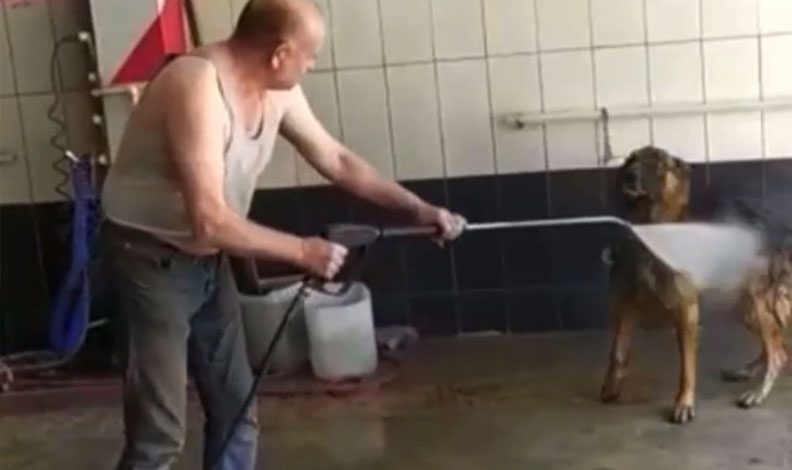 Bursa’da hava sıcaklığı hayvanları da etkiledi