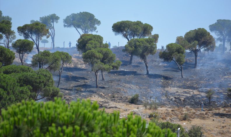 Ayvalık’ta çıkan orman yangını korkuttu