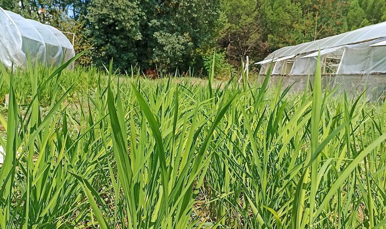 BUÜ’de damla sulama yöntemi ile çeltik üretimi başladı
