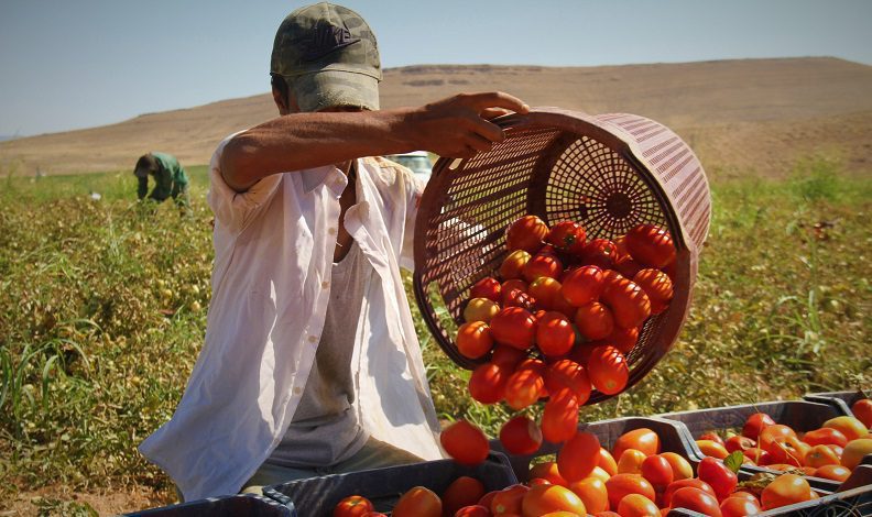Tarladan markete fiyat farkını gören şaşırıyor
