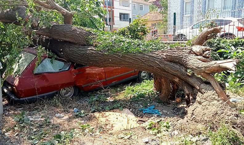 Çürüyen dut ağacı, park halindeki aracın üzerine devrildi