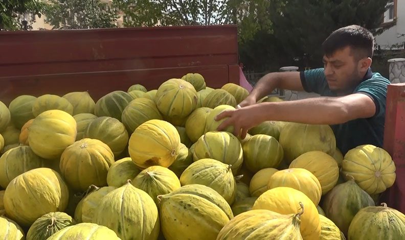 Çankırı’nın meşhur kavunu tezgahlarda yerini aldı