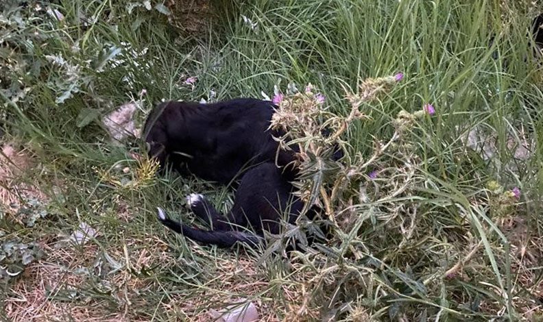 Can çekişen köpeklerin imdadına vatandaşlar yetişti
