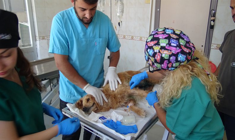 Bursa’da meme kanseri köpeğin tedavisi sürüyor