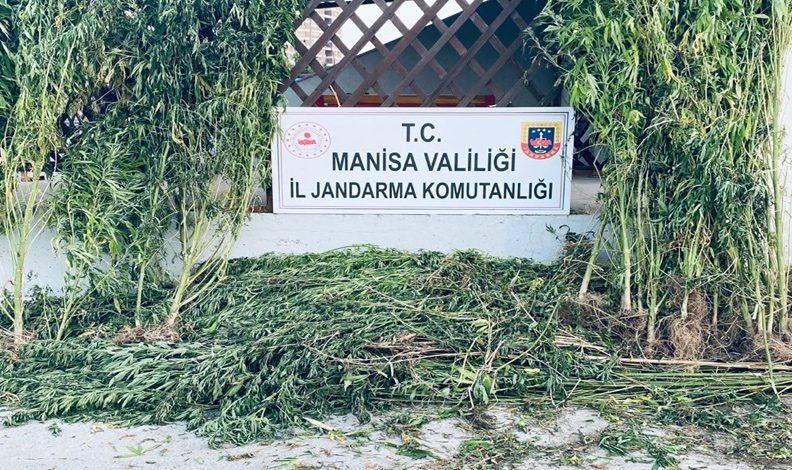 Manisa’da iki ilçede kenevir operasyonu