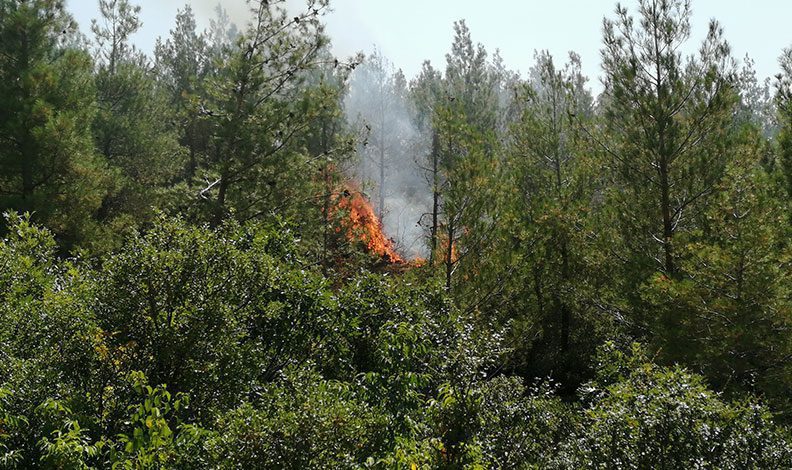 Tokat’ta orman yangını