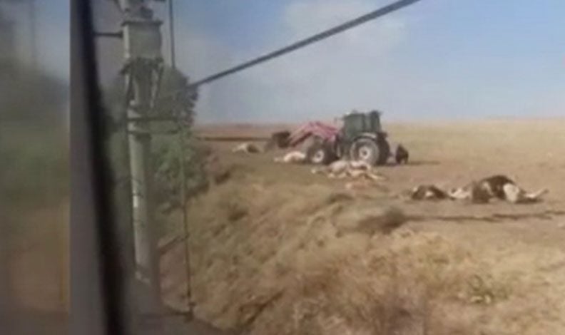 Ankara’da tren kazası: 20 inek ve 2 at telef oldu