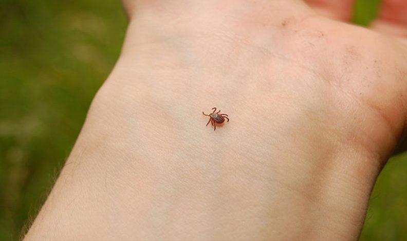 Erzincan’da 103 kene vakası: 3 ölü