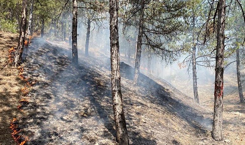 Kastamonu’da orman yangını