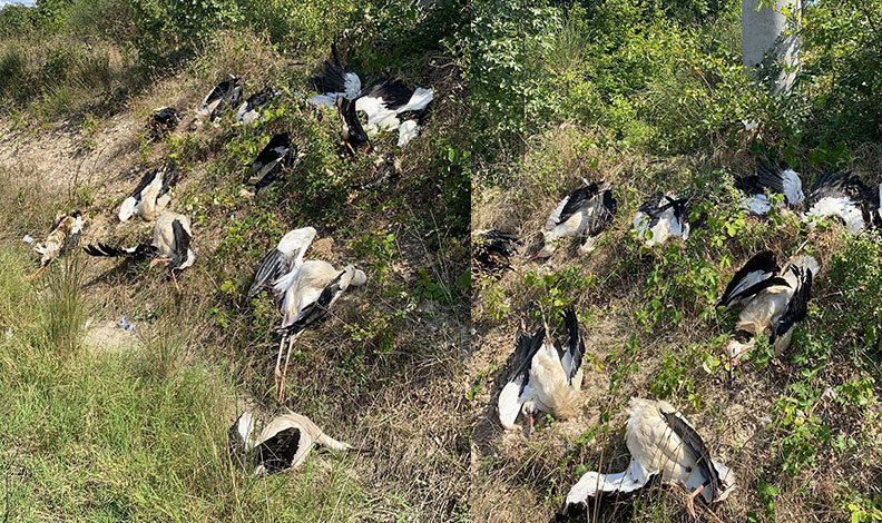 Göç yolunda yüzlerce leylek öldü