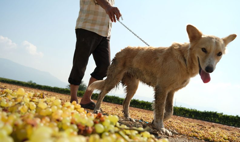 Üzüm bağları eğitimli köpeklere emanet