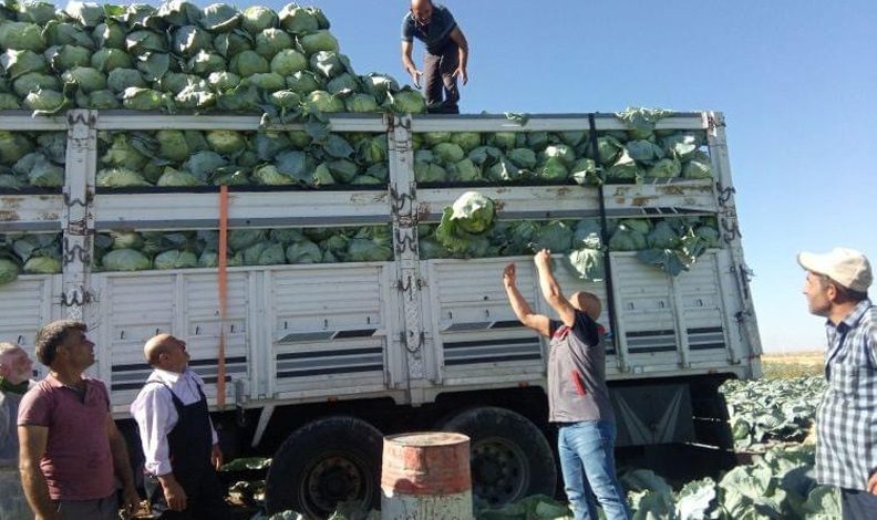 Niğde’de 130 bin ton lahana rekoltesi bekleniyor