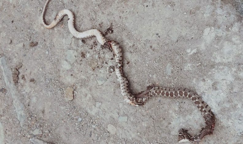 Yılanların yuva yaptığı evlerinde uyuyamıyorlar