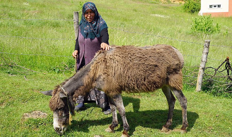 Düğün hediyesi olan eşek, can yoldaşları oldu