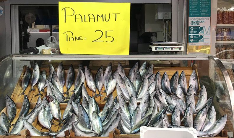Karadeniz’de palamudun fiyatı düştü