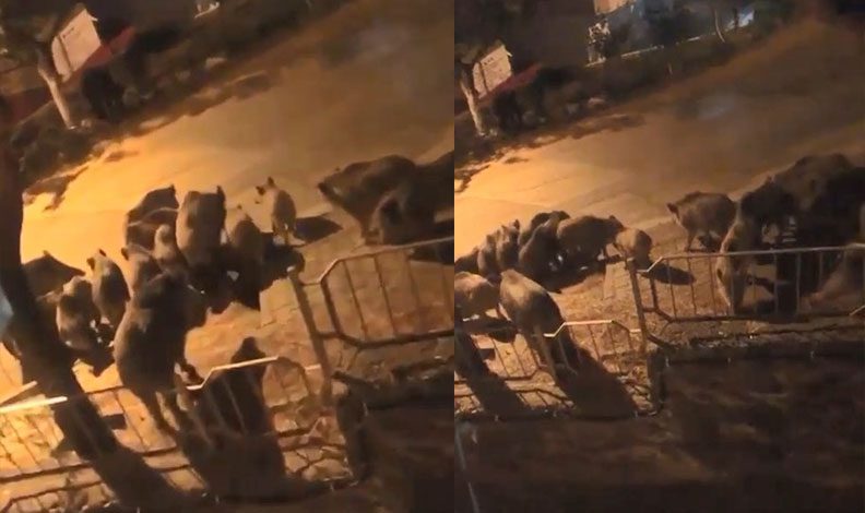 Aç kalan domuzlar şehre indi