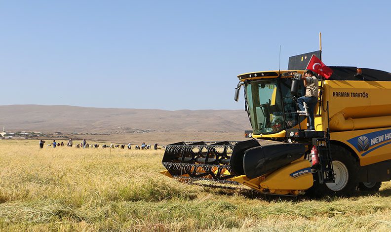 Diyarbakır’da tescilli Karacadağ pirincinin hasadı başladı