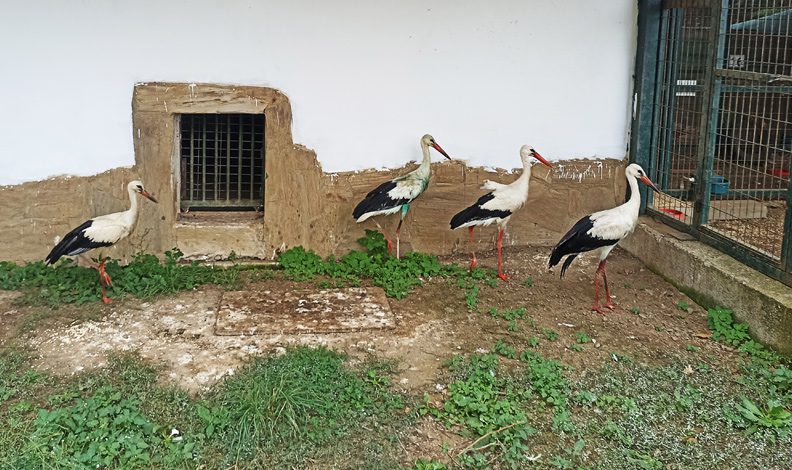 İyileşemeyen leylekler kışı Bursa’da geçirecek