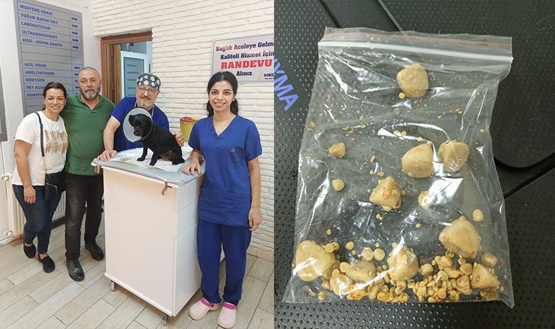 Köpeğin mesanesinden 55 adet taş çıktı