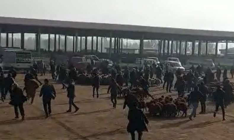 Kaçan boğa hayvan pazarını birbirine kattı