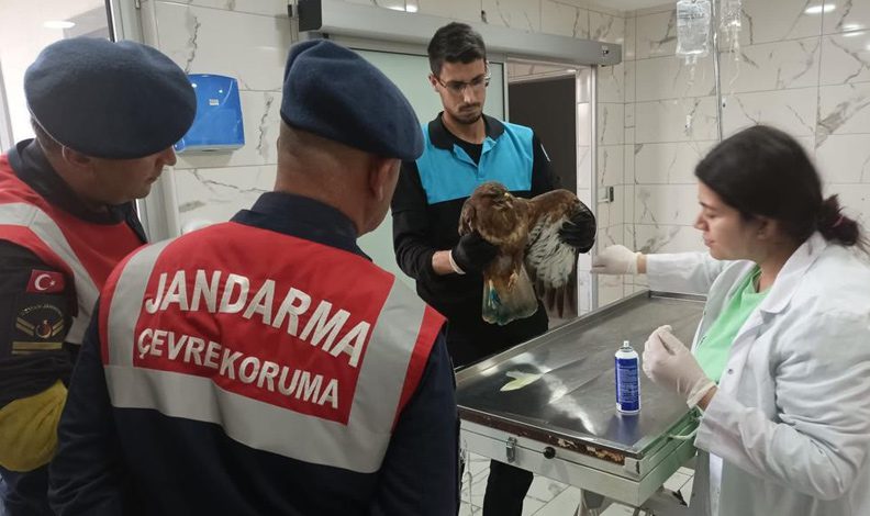 Yaralı şahine Bursa jandarması sahip çıktı