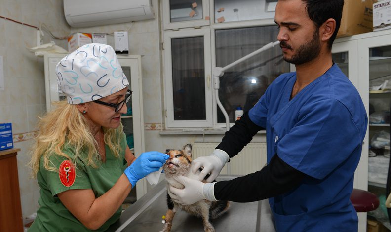 Hayvanseverler tarafından bulunan kedi sağlığına kavuştu