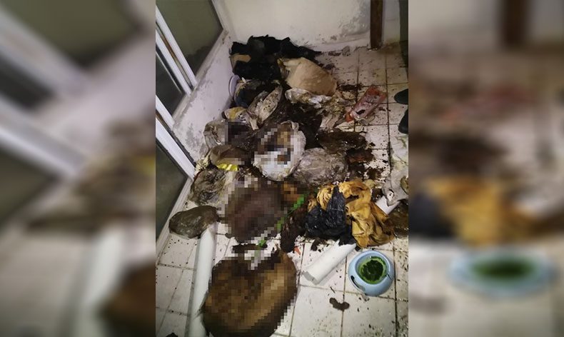 Kedi ve köpek ölüsü bulundu