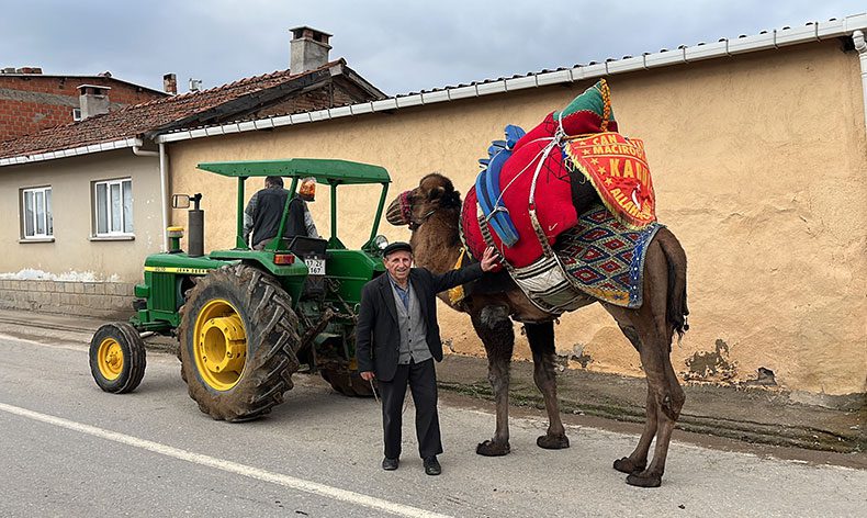 Devesini güreşlere traktör ile hazırlıyor