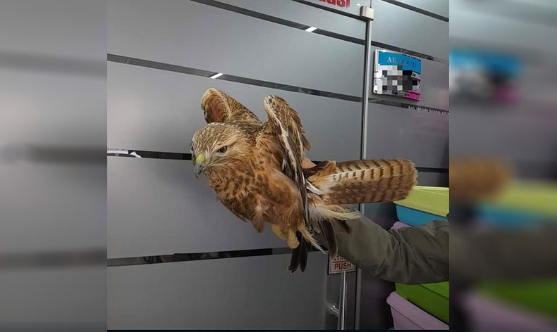 Yaralı kızıl şahin tedavi altına alındı