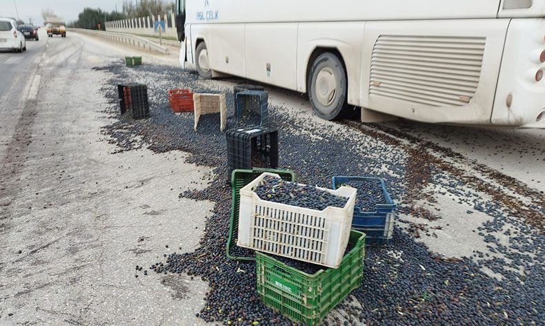 Kazada 1,5 ton zeytin yola saçıldı