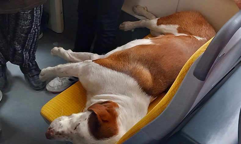 Tramvay koltuğunda uyuyan sevimli köpek