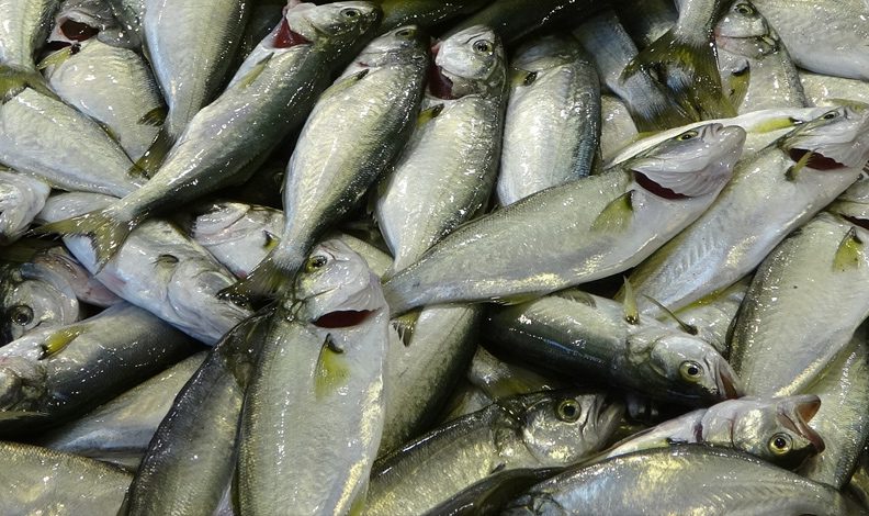 Palamut tezgahlardaki yerini çinekopa bırakıyor