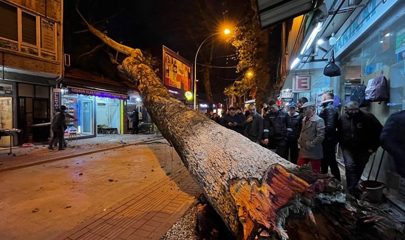 Bursa’da 40 metrelik çınar ağacı dükkanların üzerine devrildi
