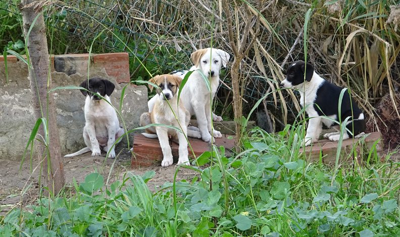 Bursa’da yavru köpeklere site sakinleri sahip çıktı