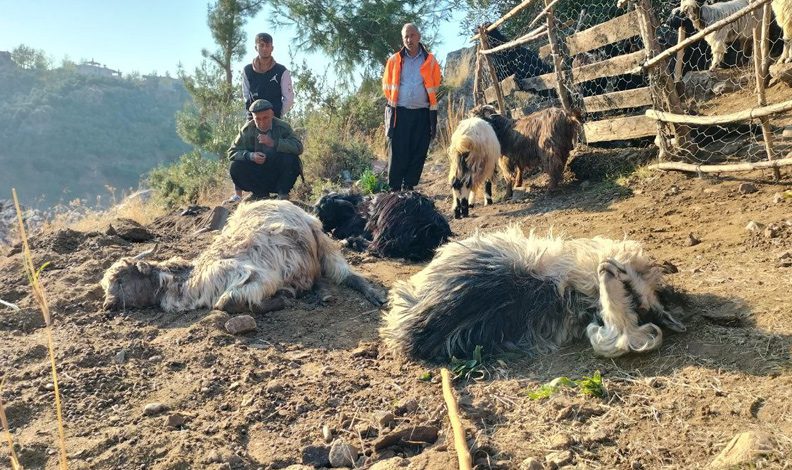 Sokak köpekleri, 9 keçiyi telef etti