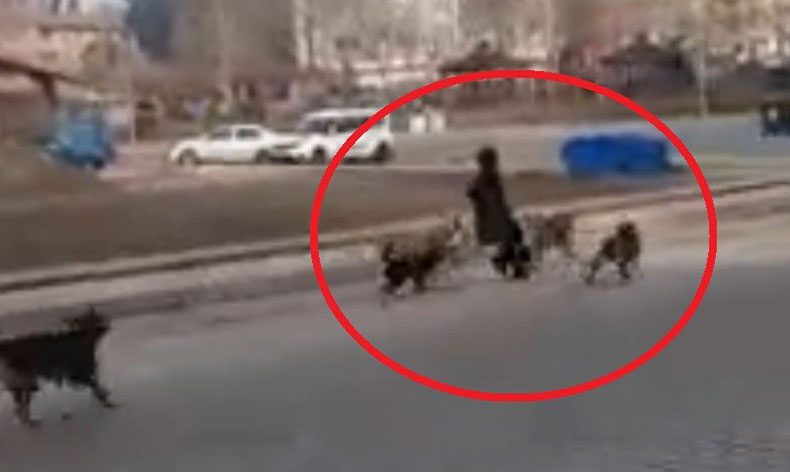 Başıboş köpekler genç kıza saldırdı