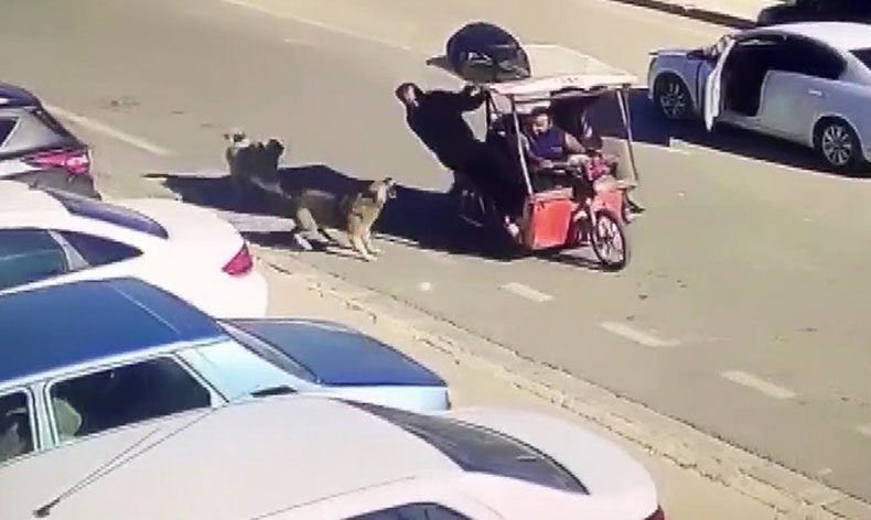 Saldıran köpekleri kızarak kovaladı