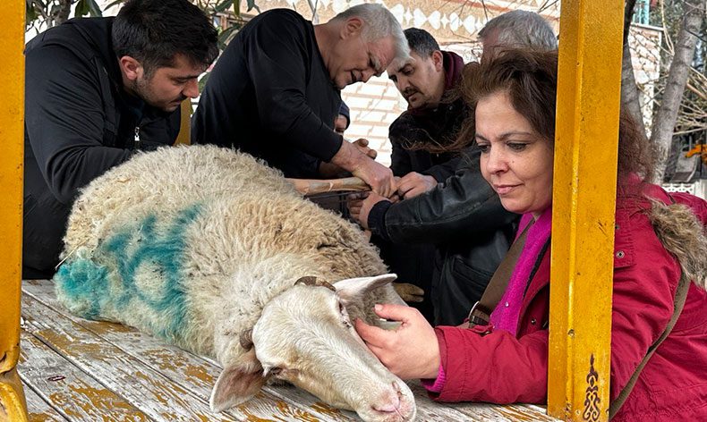 Bacağı kırılan koyuna sanayi usulü destek