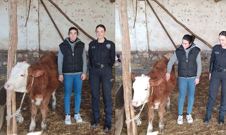 Isparta’da kaybolan düveyi polis buldu