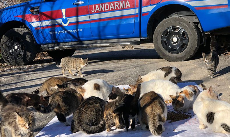 Kedi besleyen kadına jandarmadan mama desteği