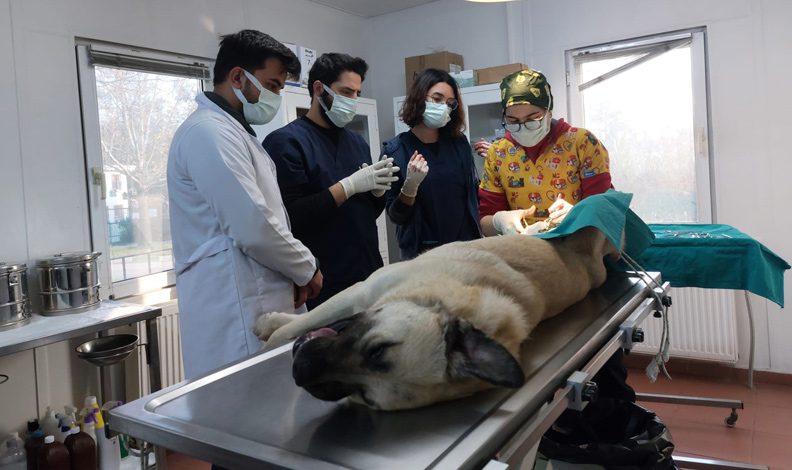 Veteriner hekim adayları Osmangazi’de tecrübe kazanıyor